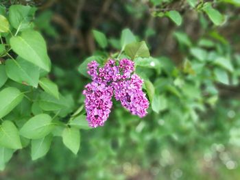 Close-up of purple flowers blooming outdoors