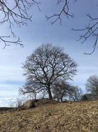 Low angle view of bare trees on field