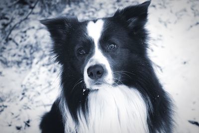 Close-up portrait of dog in snow