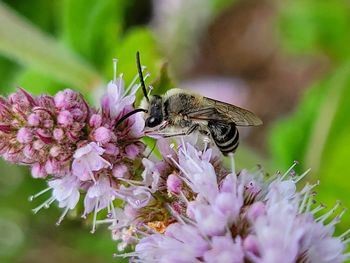 Close-up of bee pollinating on purple flower