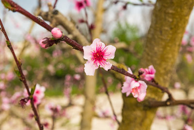 Close-up of pink cherry blossom on tree