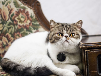 Portrait of kitten sitting at home