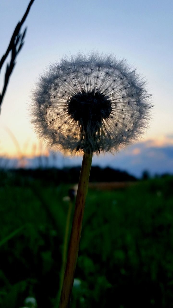 dandelion, flower, growth, fragility, stem, flower head, focus on foreground, freshness, close-up, nature, uncultivated, single flower, beauty in nature, field, dandelion seed, plant, wildflower, softness, sky, seed