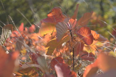 Close-up of autumn leaves