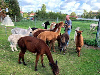 Horses standing in a field