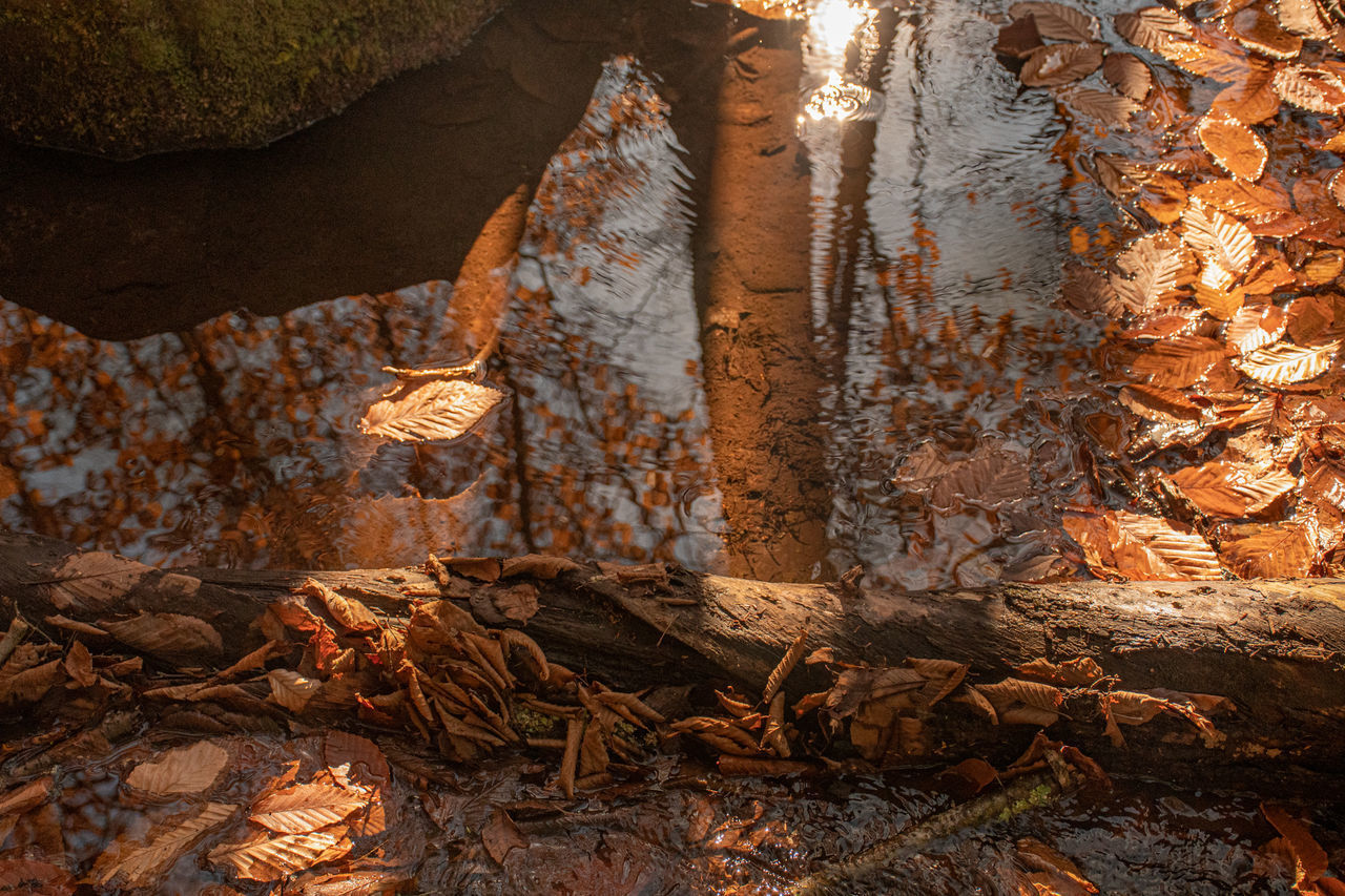 AUTUMN LEAVES ON ROCK