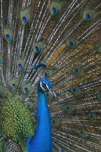 Peacock with fanned out feathers