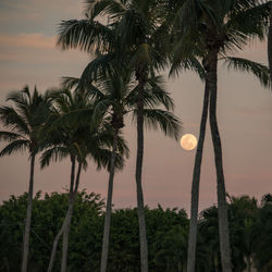 Palm trees growing against sky at dusk