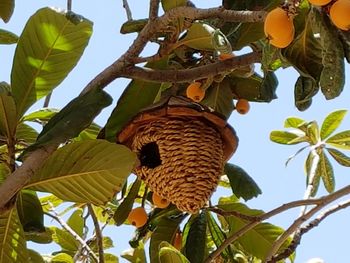 Low angle view of fruits hanging on tree