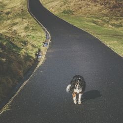 Dog walking on road