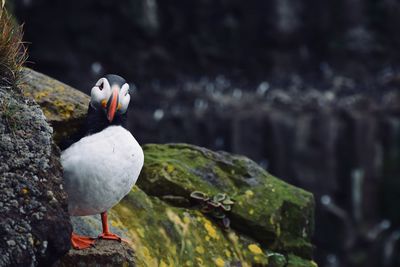 Close-up of bird perching on rock