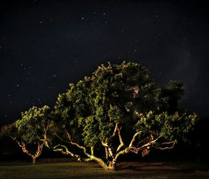 Trees against sky at night