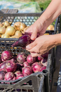 New harvest of onion in plastic boxes. female's hand peeling ripe red onion