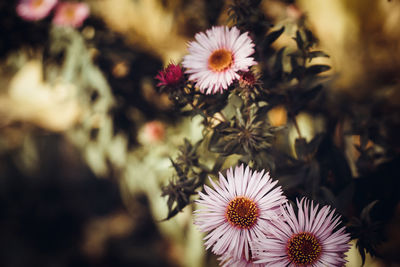 Autumn chrysanthemums on a dark background