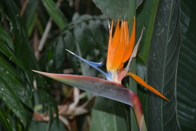 Close-up of orange flower