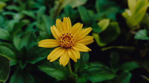 Close-up of yellow flower