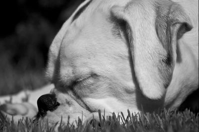 Close-up of horse on field