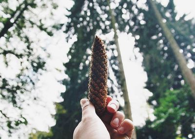 Cropped image of hand holding plant