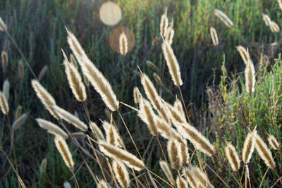 Close-up of plants growing on field