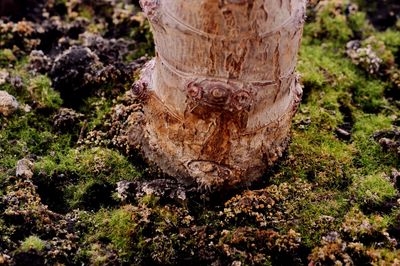 Close-up of tree trunk in forest
