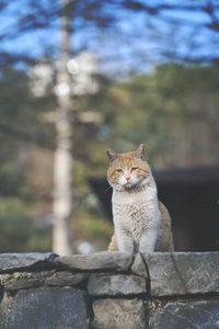 Close-up of cat