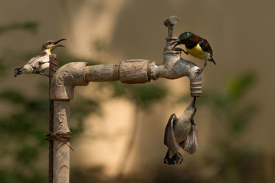 Close-up of birds perching outdoors