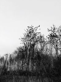 Plants on field against clear sky