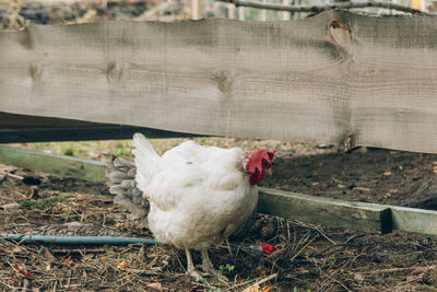 Chicken in farm