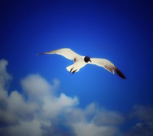 Low angle view of bird flying against blue sky