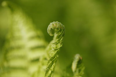 Close-up of fern growing on field