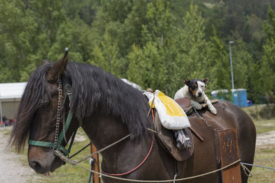 Horses in a row