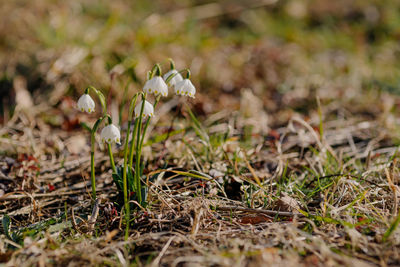 Close-up of white flowering plant on field