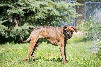 Boxer dog standing  outdoor