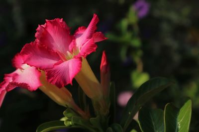 Close-up of pink flowering plant