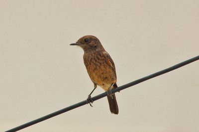 Close-up of bird perching on cable against clear sky