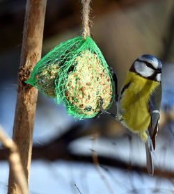 Close-up of bird perching on feeder