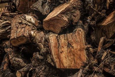 Full frame shot of tree trunk