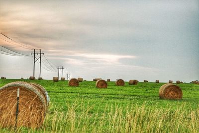 Scenic view of agricultural field