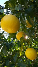 Low angle view of lemon growing on tree