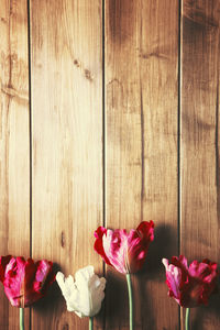 Close-up of flowers on wooden wall