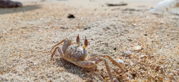 Close-up of crab on beach