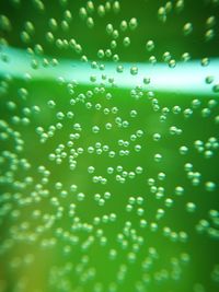 Close-up of water drops on leaf