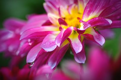 Close-up of wet pink flower