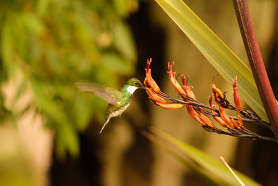 Close-up of flowering plant