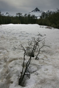 Dead tree on snow covered landscape against sky