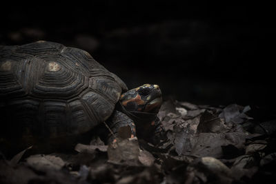 Close-up of turtle