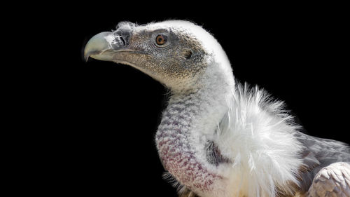 Close-up of eagle against black background