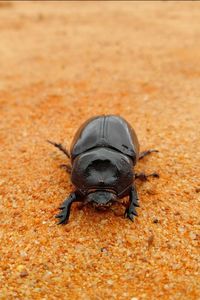 Giant beetle in desert