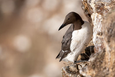 Close-up of bird perching