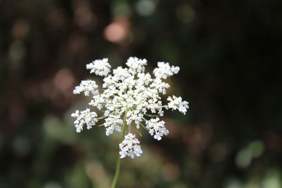 Close-up of white flowering plant